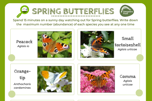 Spring butterflies challenge logo