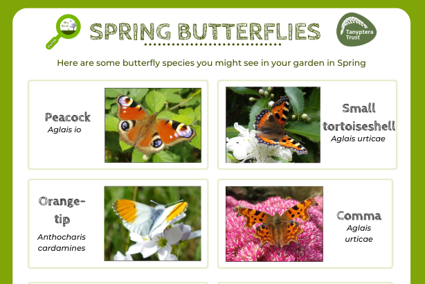 Spring butterflies logo