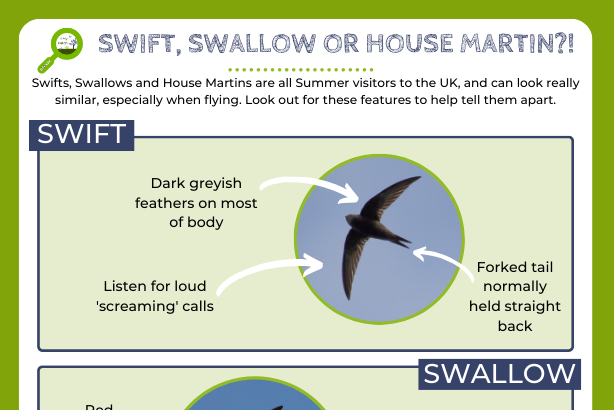 Swift, swallow or house martin logo