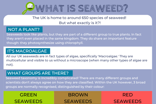 Seaweed logo